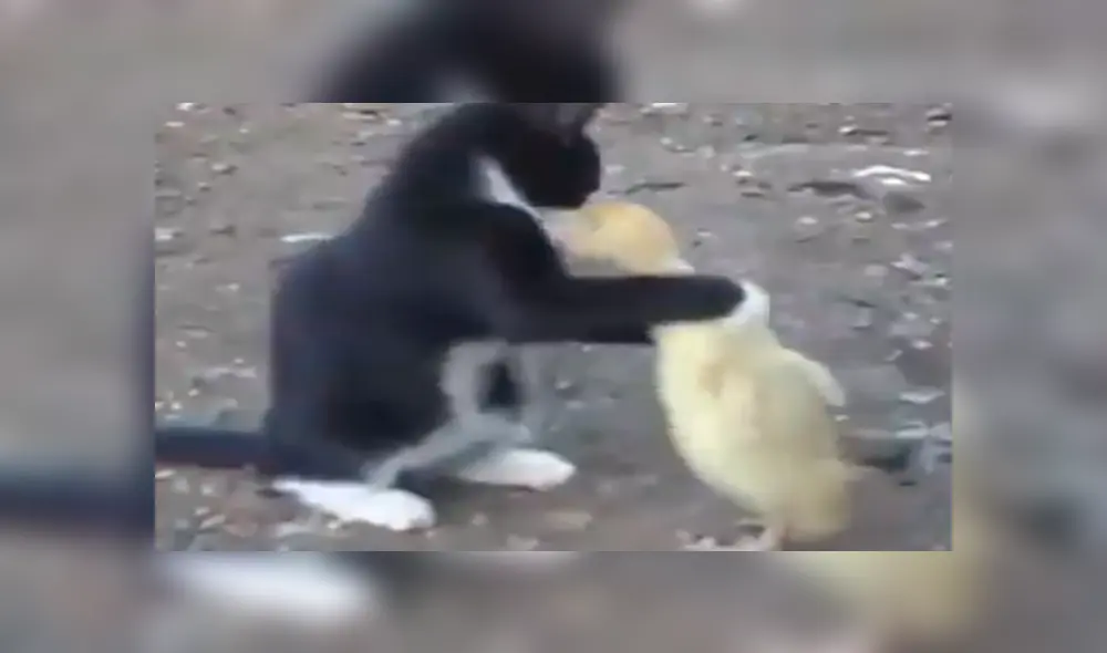 Facebook viral: Parece que gato intenta comerse un pato bebé, pero ocurre lo inesperado [VIDEO]