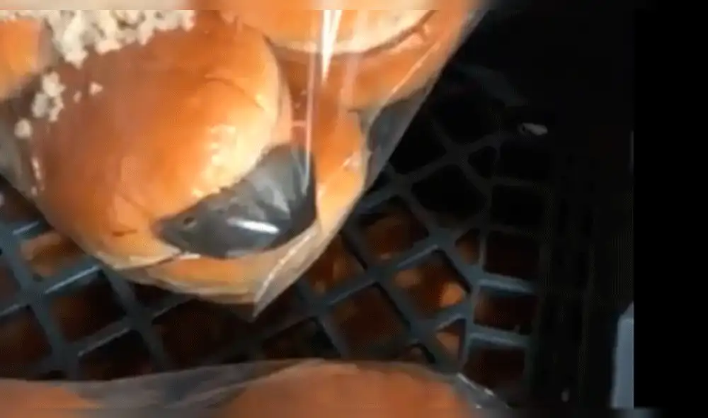 Cliente captó a ratón en restaurante dentro de un pan [VIDEO]