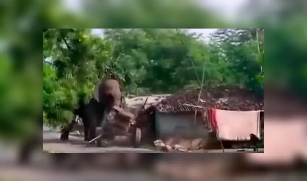 Violenta reacción de un elefante en India se hizo viral. Foto: Captura/News4nation.com
