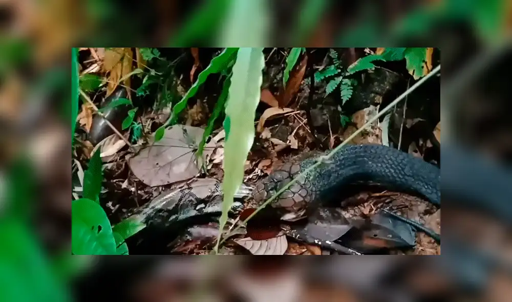 YouTube viral: pitón y culebra tienen un brutal enfrentamiento que remeció a las redes