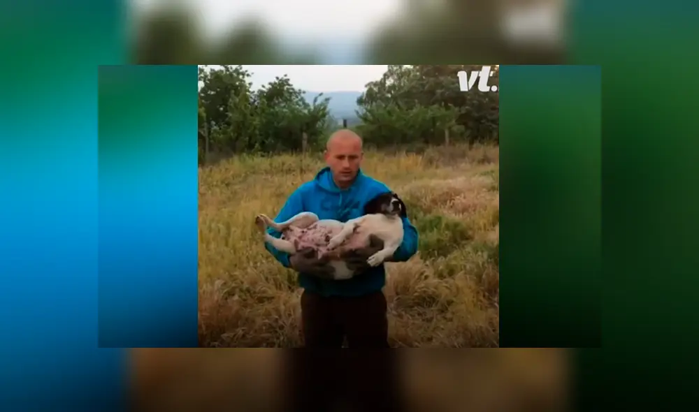 Desliza las fotografías para ver el dramático rescate que tuvo una perrita preñada cuando iba a dar a luz a sus bebés. Foto: Captura.