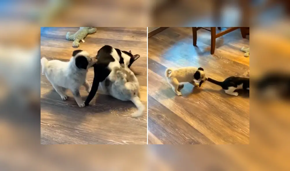 Mira la secuencia deslizando la imagen. Foto: kyleecrawley/TikTok Mira la secuencia deslizando la imagen. Foto: kyleecrawley/TikTok