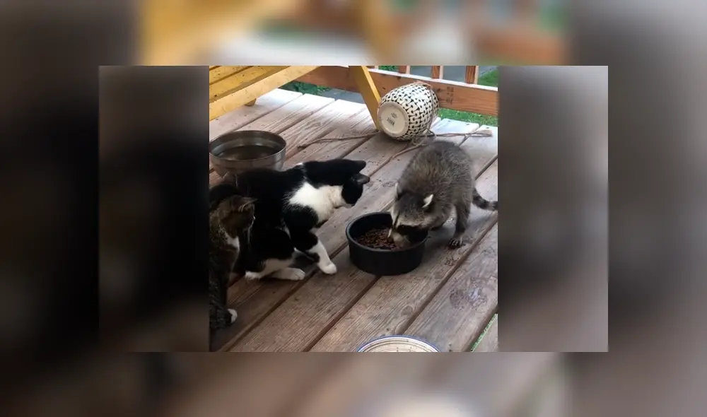 Desliza la imagen de TikTok para verlas todas. Foto: stephanne304 Desliza la imagen de TikTok para verlas todas. Foto: stephanne304