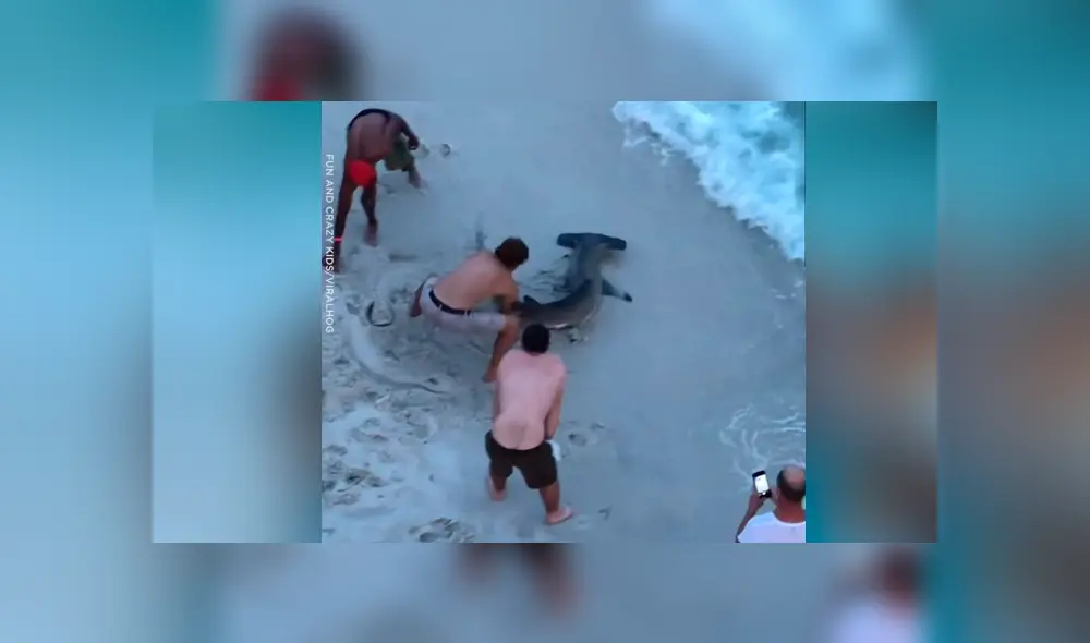 Hombres arrastran hambrienta criatura del mar, le sacan anzuelo atravesado y sucede lo increíble [VIDEO] 