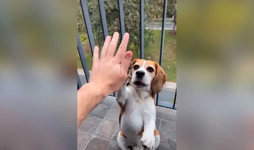 Desliza las imágenes para ver la increíble escena que protagonizó este inteligente perro y su dueño. Foto: Captura de TikTok/ Álvaro Guerra
