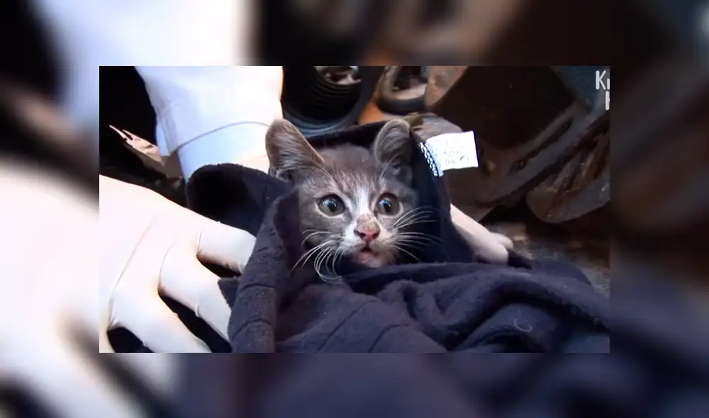 YouTube viral: Gatito espera junto al cadáver de su madre y conmueve al mundo por insólito gesto [VIDEO]