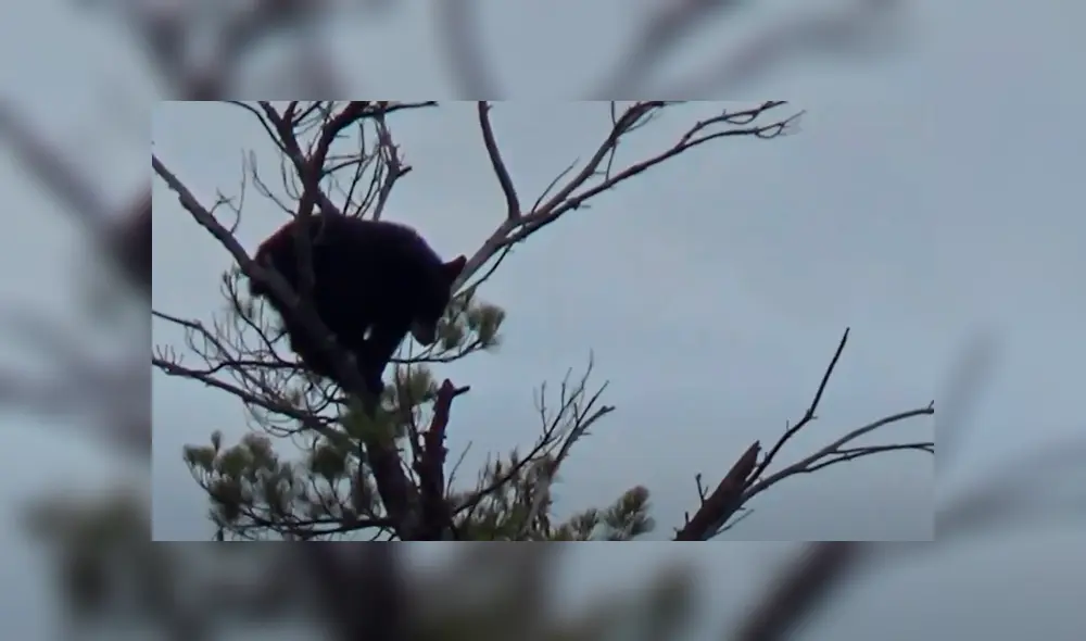 Los osos negros son unos excelentes trepadores, se los ha visto incluso subir por empinadas montañas. Foto: Viral Hog/YouTube