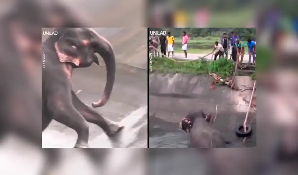 Elefante bebé queda atrapado en canal peligroso y pobladores hacen lo imposible por rescatarlo [VIDEO]