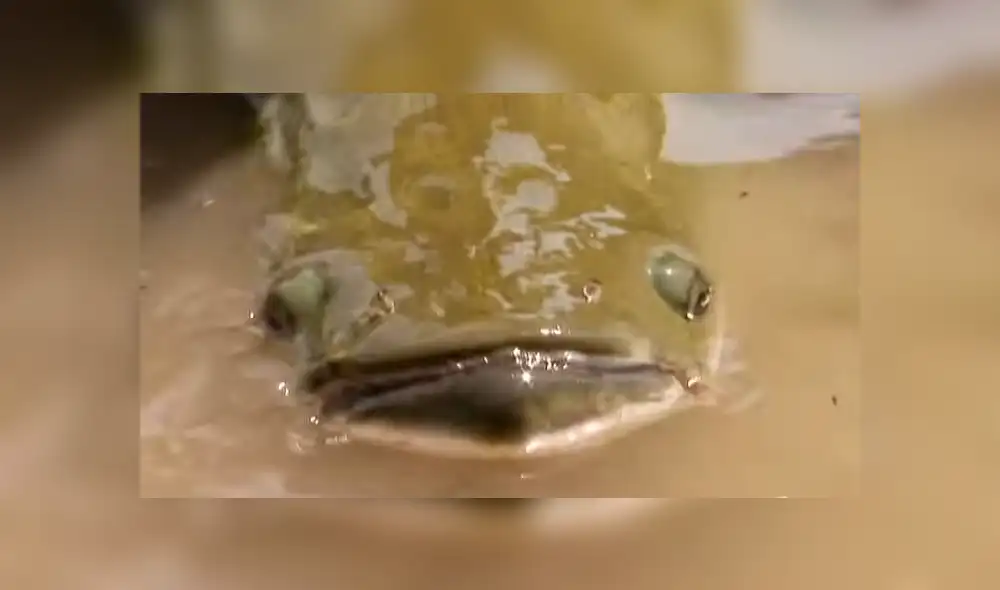 YouTube viral: monstruosa criatura atrapada en río aterra a pescadores [VIDEO]