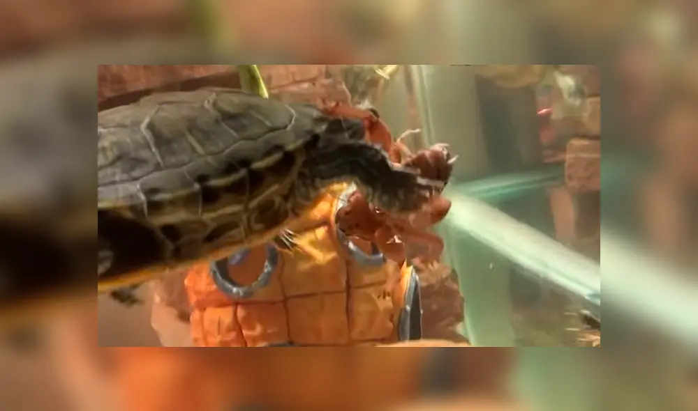 YouTube viral: tortuga se topa con misteriosa criatura y tiene feroz batalla que termina de forma trágica YouTube viral: tortuga se topa con misteriosa criatura y tiene feroz batalla que termina de forma trágica