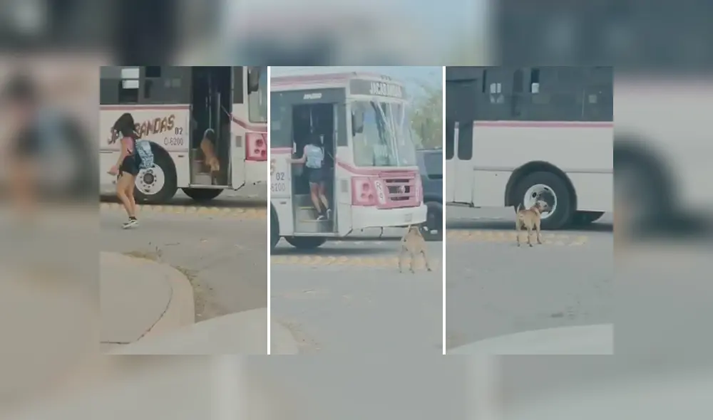 Desliza las imágenes para apreciar el singular truco que realizó una joven para bajar a su perro de un vehículo. Desliza las imágenes para apreciar el singular truco que realizó una joven para bajar a su perro de un vehículo.