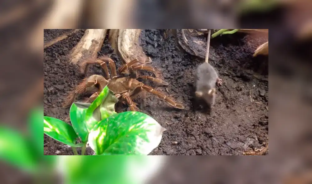 Facebook Viral: La épica batalla entre esta tarántula gigante y un ratón tuvo un final que te dejará sin palabras