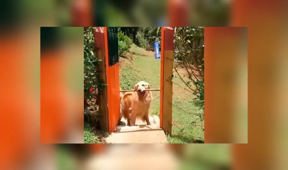 Desliza las imágenes para conocer la divertida acción de un perro para cruzar una diminuta puerta. Foto: Clarín. Desliza las imágenes para conocer la divertida acción de un perro para cruzar una diminuta puerta. Foto: Clarín.