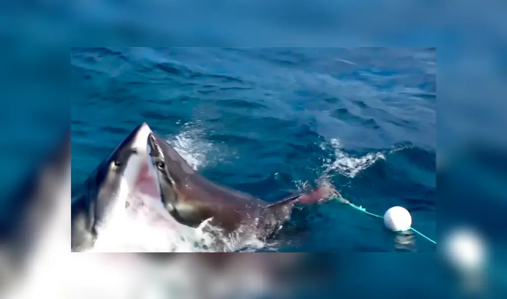 Un video muestra como dos tiburones protagonizan un insólito acto de canibalismo. Un video muestra como dos tiburones protagonizan un insólito acto de canibalismo.
