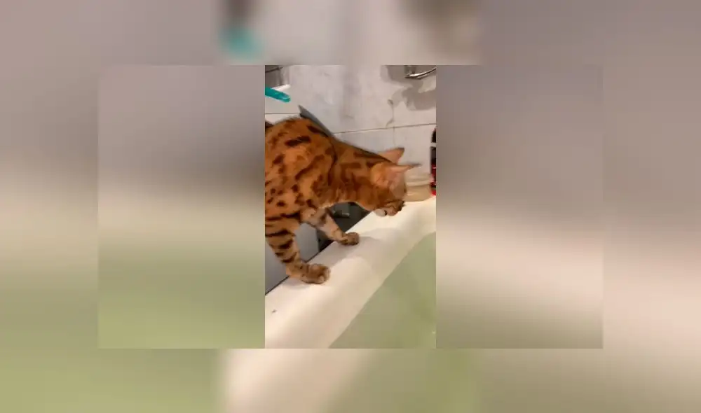 Desliza las imágenes para ver el peculiar 'rescate' que hizo una mamá gata a su pequeño bebé felino. Foto: ViralHog Desliza las imágenes para ver el peculiar 'rescate' que hizo una mamá gata a su pequeño bebé felino. Foto: ViralHog