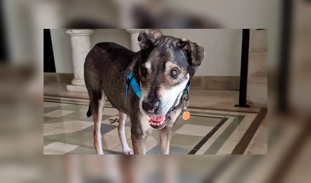 Perros abandonados se van de México tras ser adoptados en hogares de Canadá