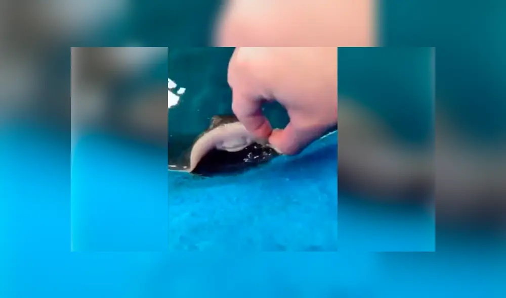 El autor del video de Facebook descubrió la verdadera identidad de una extraña criatura que emergió del mar.