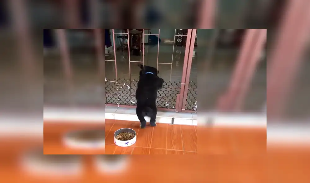 Facebook viral: travieso perro intenta cruzar reja y gato hace esto por ayudarlo [VIDEO]