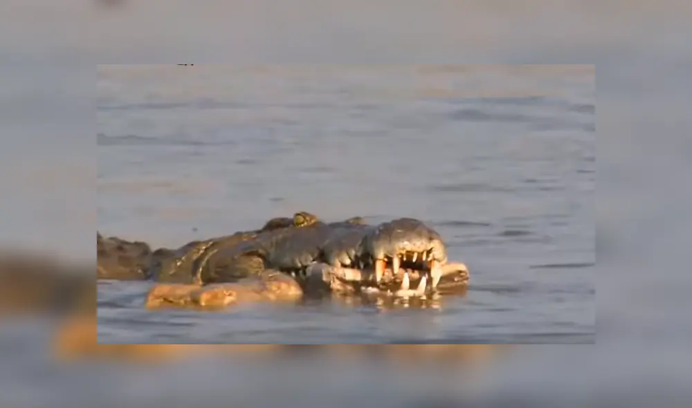 YouTube viral: cocodrilo pierde el hocico tras pelea brutal contra otro depredador en el río.