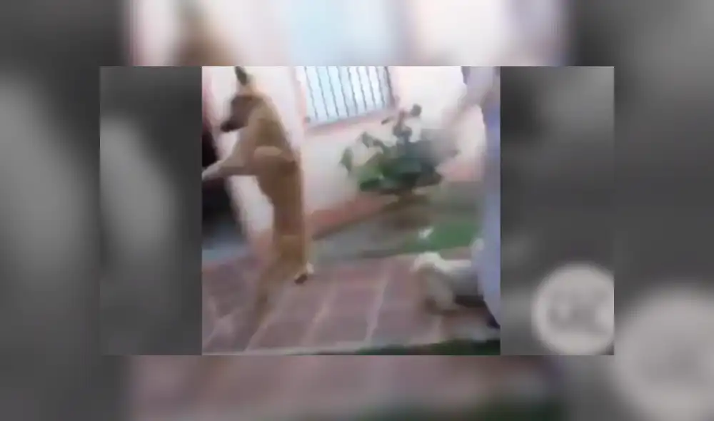 Facebook viral: niñas querían incursionar como 'youtubers' y dos perros arruinan su primer video