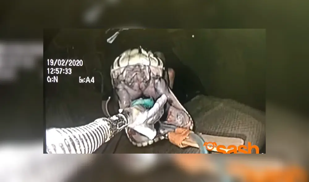 Desliza las fotografías para ver el increíble rescate que se hizo de esta enorme pitón que se tragó una toalla de playa. Foto: captura/SASH Desliza las fotografías para ver el increíble rescate que se hizo de esta enorme pitón que se tragó una toalla de playa. Foto: captura/SASH