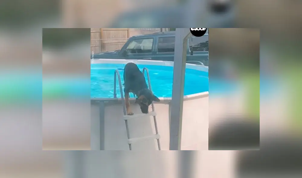 Desliza las imágenes para ver el momento en que un travieso perro aprovechó la piscina que sus dueños no podían usar por la cuarentena. Foto: Woof Woof Desliza las imágenes para ver el momento en que un travieso perro aprovechó la piscina que sus dueños no podían usar por la cuarentena. Foto: Woof Woof