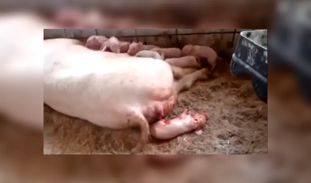 Cerda da a luz a sus crías y una de ellas tiene malformación que le hace lucir con un elefante.