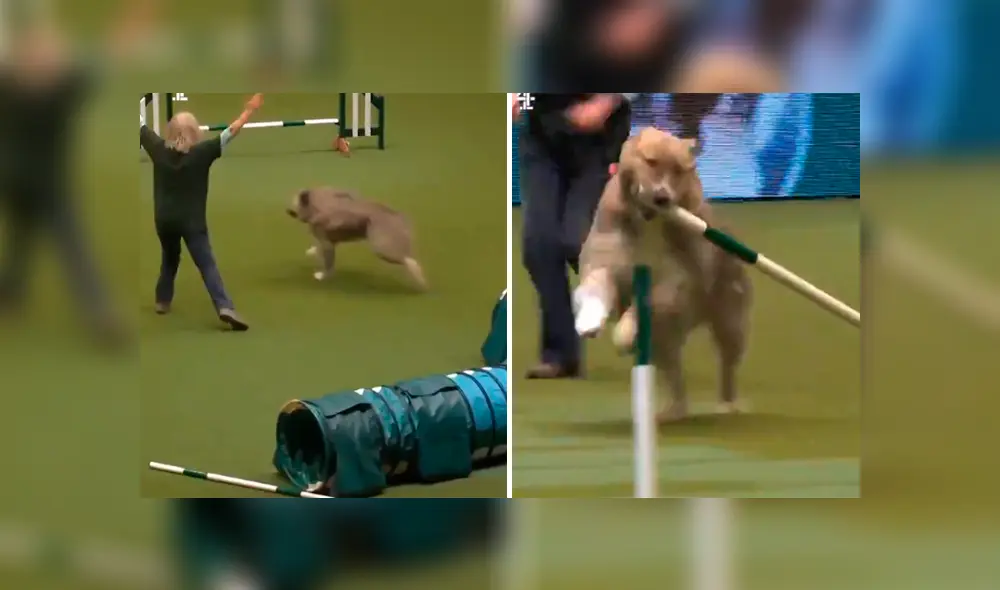 Vía Facebook. El desobediente can decidió jugar en la pista en vez de hacerle caso a su entrenadora. Vía Facebook. El desobediente can decidió jugar en la pista en vez de hacerle caso a su entrenadora.