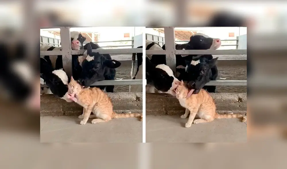 Desliza las imágenes hacia la izquierda para apreciar el amoroso momento entre un gato junto a un rebaño. Foto: Caters Clips. Desliza las imágenes hacia la izquierda para apreciar el amoroso momento entre un gato junto a un rebaño. Foto: Caters Clips.