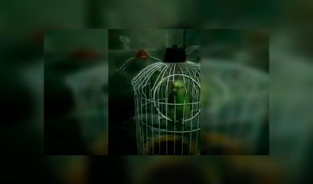 En Facebook, un pequeño pájaro interpretó junto a su dueña una famosa canción de Rocío Dúrcal.