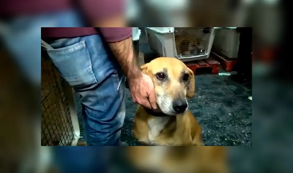 Facebook viral: Perros abandonados en un refugio fueron adoptados por un mujer [VIDEO]
