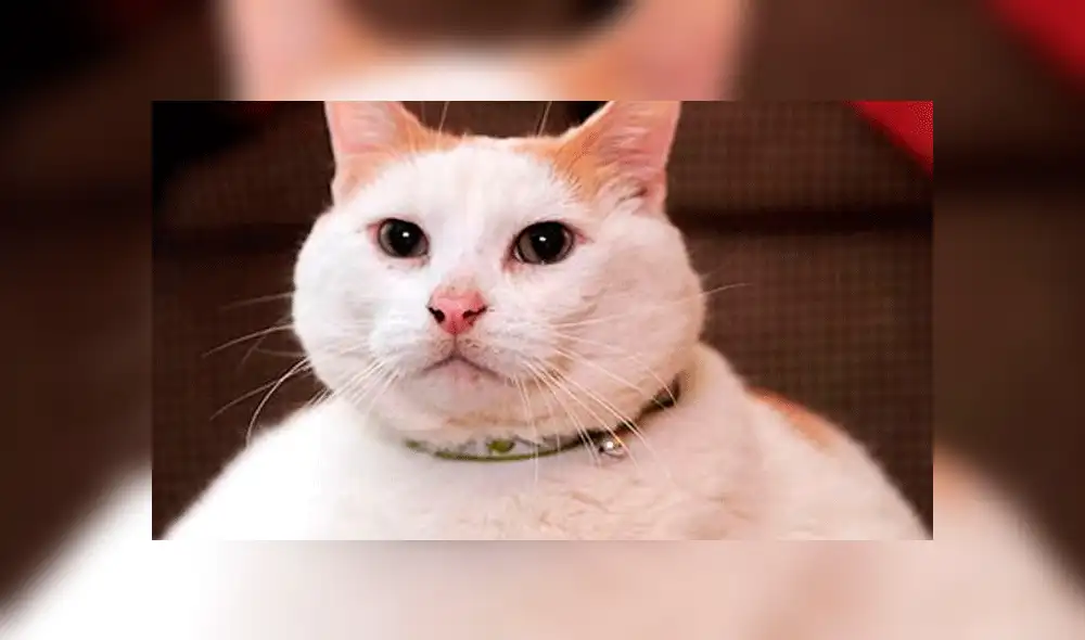 Facebook viral: gatito obeso es descubierto haciendo ejercicios para bajar de peso [VIDEO]