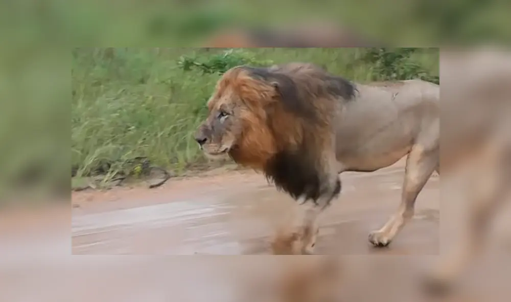 Desliza hacia la izquierda para ver la reacción que tuvo una manada de leones al toparse con los turistas. El video es viral en YouTube.