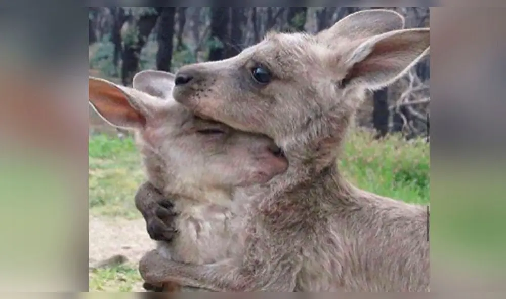 BLACKPINK: Rosé en Instagram y pide ayuda a animales afectados en incendios de Australia