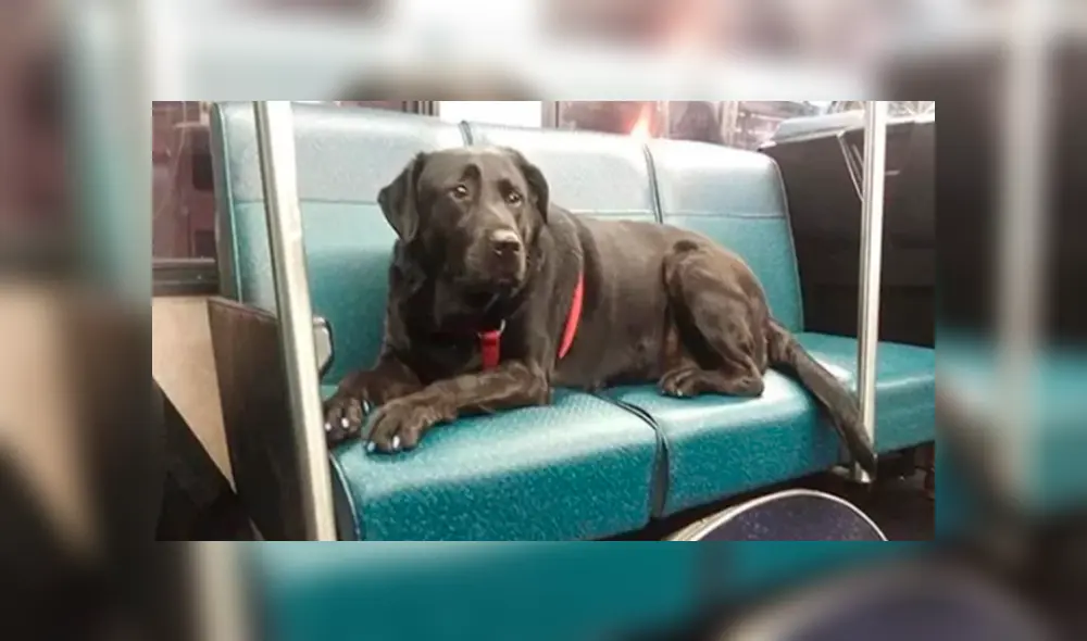 En Facebook, una perrita decidió viajar sin compañía de su dueño para acudir a un parque y jugar.
