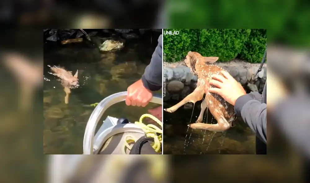 Oyen desgarradores sonidos en laguna, se acercan y rescatan a ciervo bebé [VIDEO] 