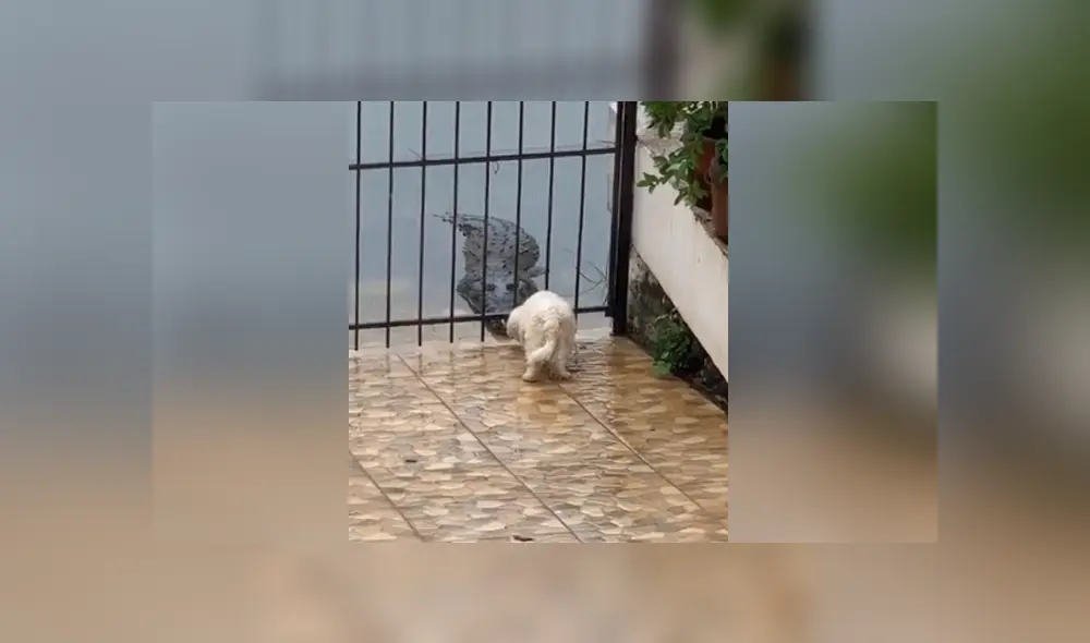 En redes sociales se hizo viral el momento en que un temerario perro se acerca a un cocodrilo. Foto: TikTok En redes sociales se hizo viral el momento en que un temerario perro se acerca a un cocodrilo. Foto: TikTok