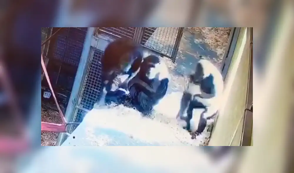 En YouTube, los encargados de un zoológico instalaron una cámara y descubrieron la amorosa escena de una mamá chimpancé. En YouTube, los encargados de un zoológico instalaron una cámara y descubrieron la amorosa escena de una mamá chimpancé.
