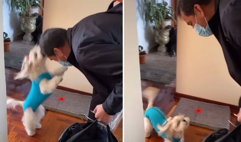Desliza hacia la izquierda para ver más imágenes sobre esta tierna escena que ya es viral en redes sociales. Foto: captura de TikTok