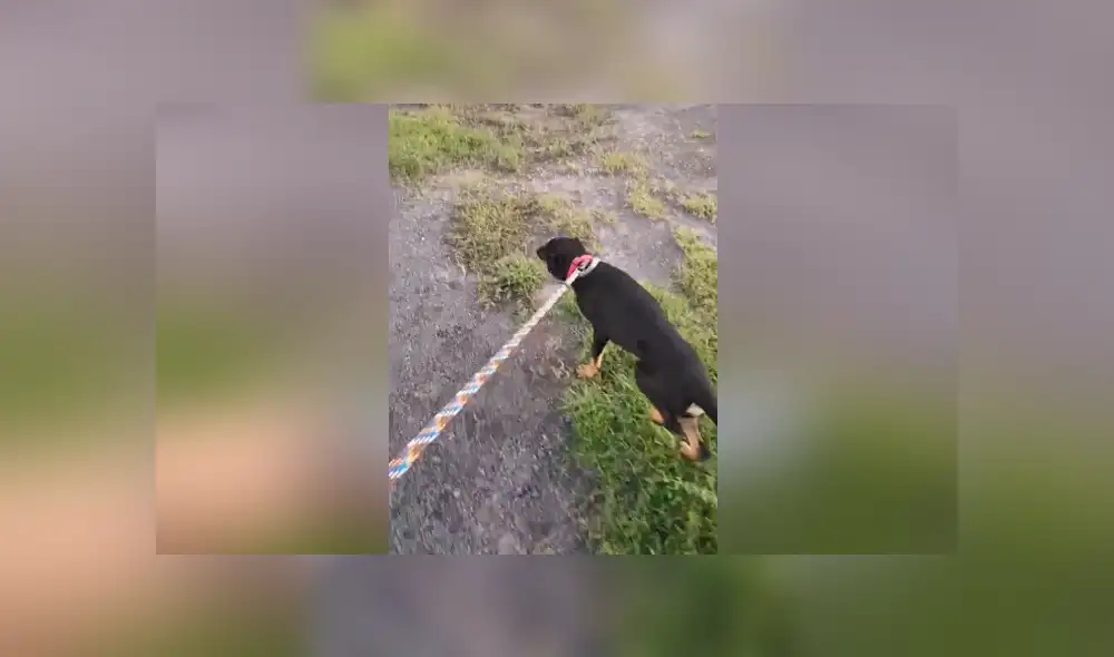 Un entrenador de perros enseñó cómo hacer que un can siga tu ritmo cuando lo sacas a pasear. Foto: Tiktok