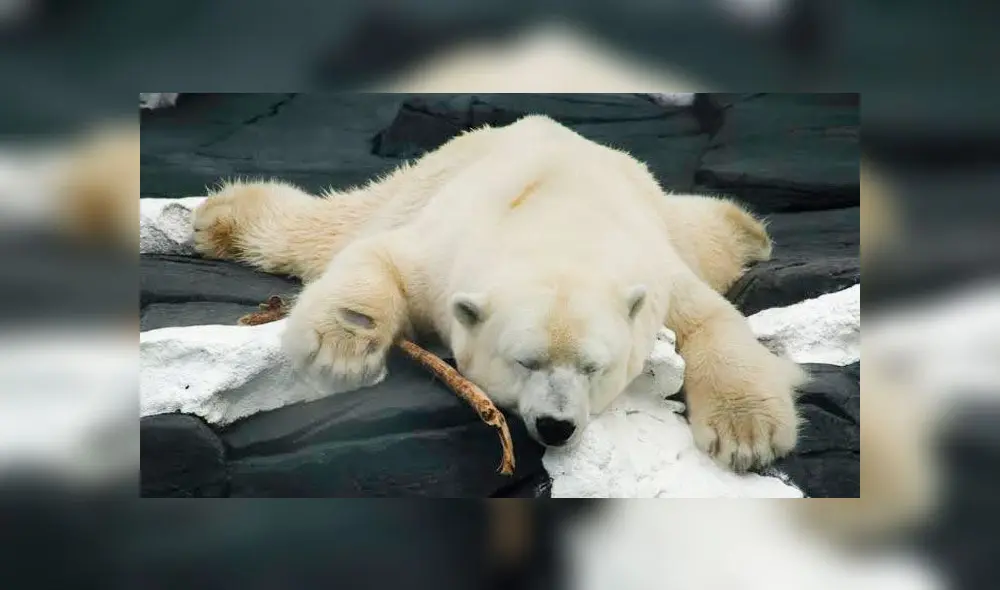 Osos polares consumen desechos plásticos Osos polares consumen desechos plásticos