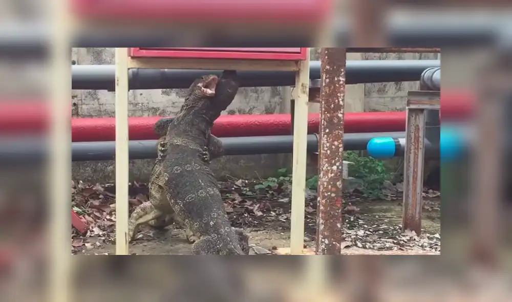 YouTube viral: Lagartos monitores tienen brutal batalla por la supervivencia y el final es inesperado YouTube viral: Lagartos monitores tienen brutal batalla por la supervivencia y el final es inesperado