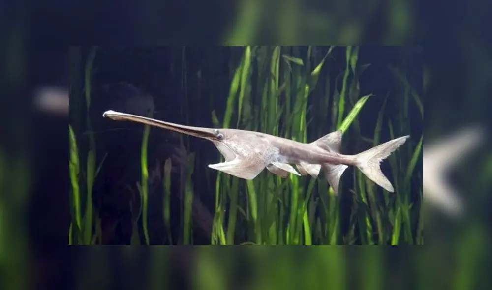 Pez es el primer animal del 2020 declarado en extinción [FOTOS]