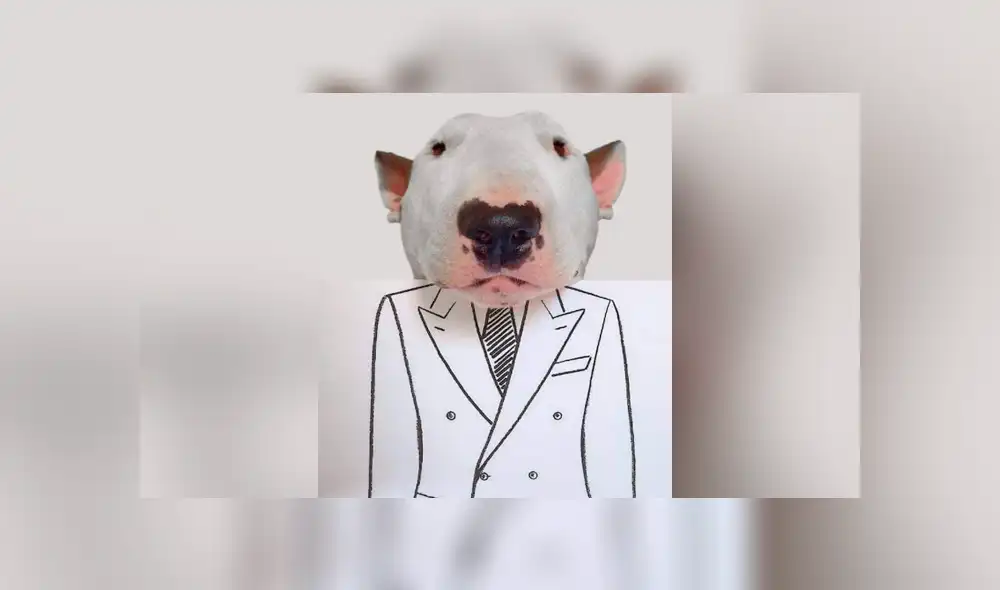 Facebook viral: le hace sesión fotográfica a su perro y divertido resultado enternece a miles Facebook viral: le hace sesión fotográfica a su perro y divertido resultado enternece a miles