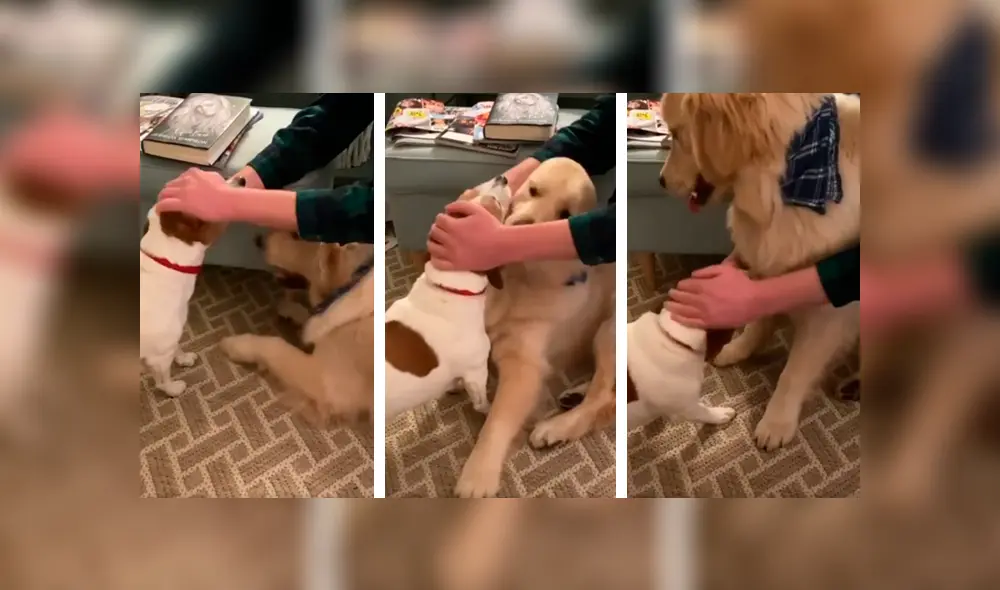 Desliza las imágenes para conocer la terrible actitud de un perro para evitar que su ‘compañero’ reciba unas caricias. Foto: Dog Lovers. Desliza las imágenes para conocer la terrible actitud de un perro para evitar que su ‘compañero’ reciba unas caricias. Foto: Dog Lovers.
