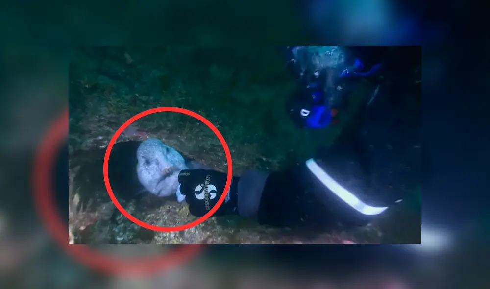 YouTube viral: 'monstruo marino' sale de su escondite para aterrar a buzo que estaba en océano [VIDEO]
