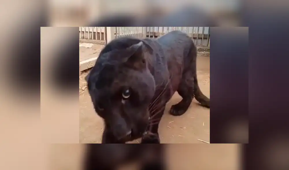 Turista se topa con voraz pantera y se acerca demasiado al animal. Turista se topa con voraz pantera y se acerca demasiado al animal.