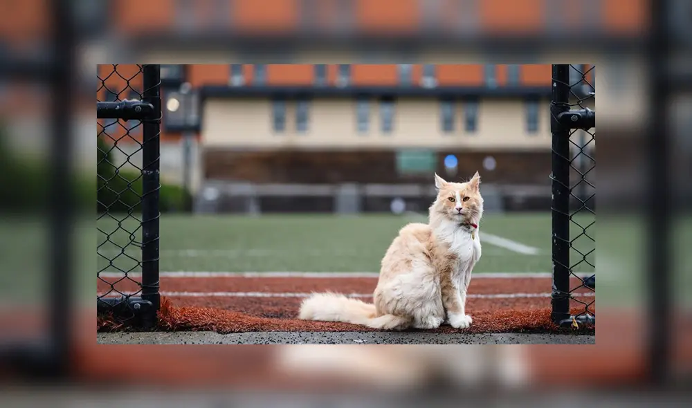 El felino ha ganado tanta popularidad en Wellington que está postulando al neozelandés del año. Foto: Facebook El felino ha ganado tanta popularidad en Wellington que está postulando al neozelandés del año. Foto: Facebook