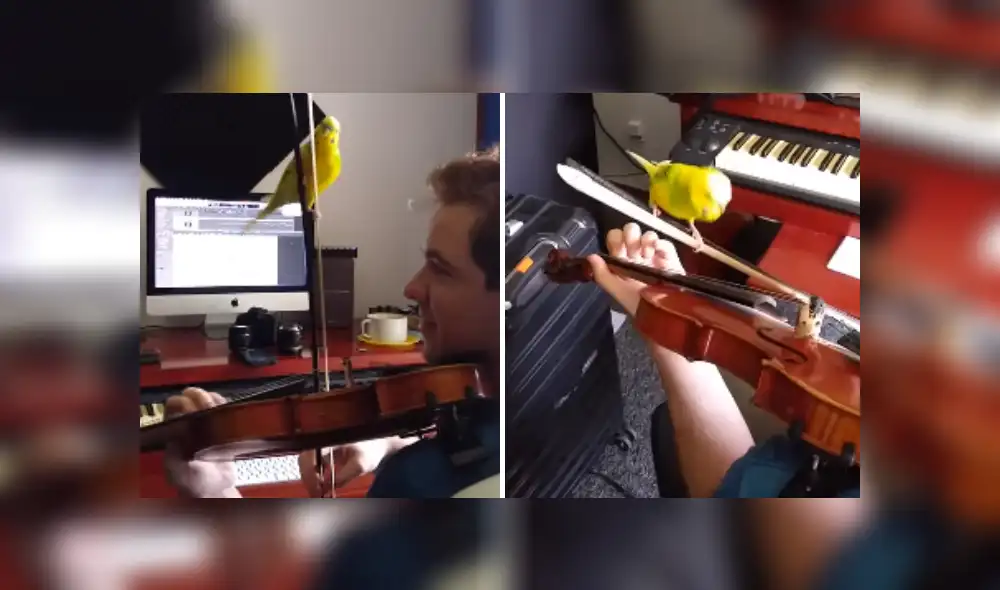 Desliza las imágenes para ver más detalles del curioso comportamiento de este lorito. (Foto: captura / TikTok)