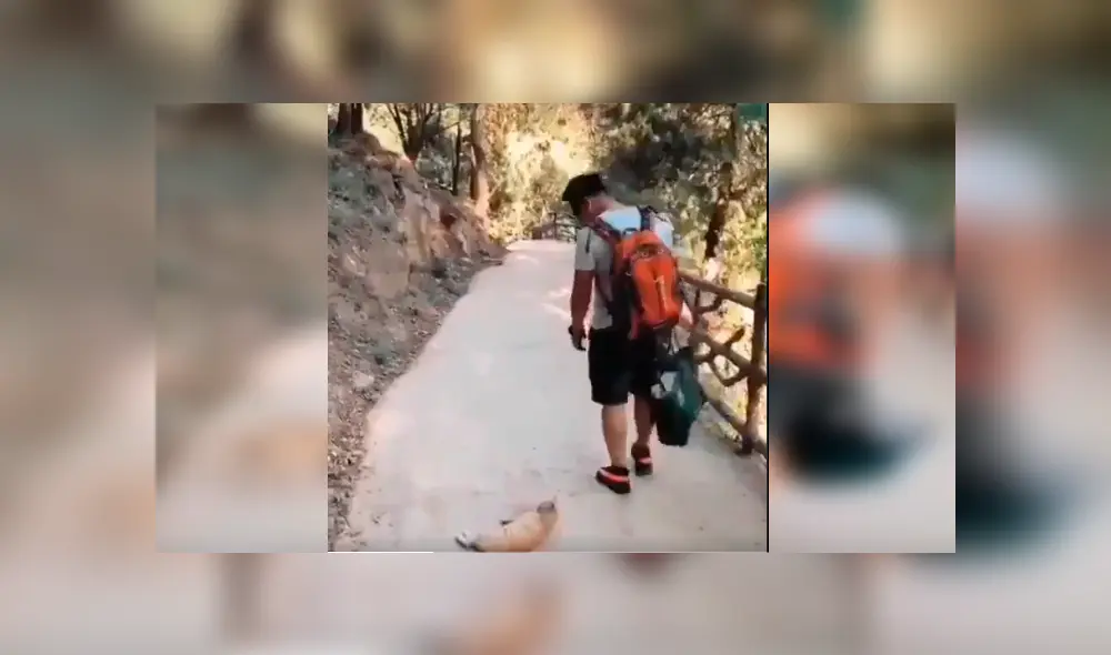 El felino persiguió a su amo e intentó retenerlo con una peculiar conducta que se ha hecho viral en YouTube El felino persiguió a su amo e intentó retenerlo con una peculiar conducta que se ha hecho viral en YouTube